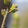 Eucommia ulmoides, flowers