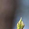 Eucommia ulmoides, flowers