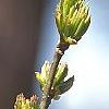 Eucommia ulmoides, flowers