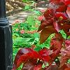 Acalypha wilkesiana 'Beyond Paradise', habit