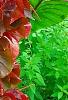 Acalypha wilkesiana 'Beyond Paradise', habit