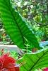 Acalypha wilkesiana 'Beyond Paradise', habit