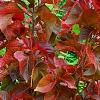 Acalypha wilkesiana 'Beyond Paradise', habit