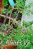 Acalypha wilkesiana 'Beyond Paradise', habit