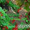 Acalypha wilkesiana 'Beyond Paradise', habit