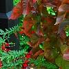 Acalypha wilkesiana 'Beyond Paradise', habit