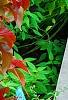 Acalypha wilkesiana 'Beyond Paradise', habit