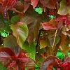 Acalypha wilkesiana 'Beyond Paradise', habit