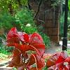 Acalypha wilkesiana 'Beyond Paradise', habit