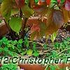 Acalypha wilkesiana 'Beyond Paradise', habit