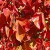 Acalypha wilkesiana 'Beyond Paradise', habit