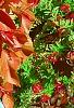 Acalypha wilkesiana 'Beyond Paradise', habit