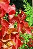 Acalypha wilkesiana 'Beyond Paradise', habit