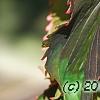 Acalypha wilkesiana 'Fire Dragon', leaves