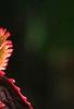 Acalypha wilkesiana 'Fire Dragon', leaves