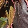 Acalypha wilkesiana 'Fire Dragon', leaves