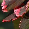 Acalypha wilkesiana 'Fire Dragon', leaves