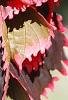 Acalypha wilkesiana 'Fire Dragon', leaves