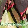 Acalypha wilkesiana 'Fire Dragon', leaves