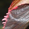 Acalypha wilkesiana 'Fire Dragon', leaves