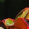 Acalypha wilkesiana 'Fire Dragon', leaves