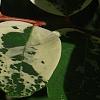 Breynia disticha 'Key West', leaves