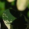 Breynia disticha 'Key West', leaves