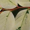 Breynia disticha 'Key West', leaves