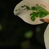 Breynia disticha 'Key West', leaves