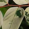Breynia disticha 'Key West', leaves