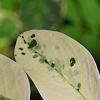 Breynia disticha 'Key West', leaves