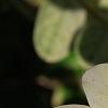 Breynia disticha 'Key West', leaves