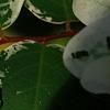 Breynia disticha 'Key West', leaves