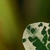 Breynia disticha 'Key West', leaves