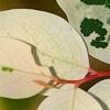 Breynia disticha 'Key West', leaves