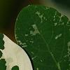 Breynia disticha 'Key West', leaves