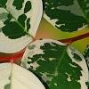 Breynia disticha 'Key West', leaves