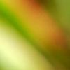 Breynia disticha 'Key West', leaves