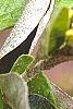 Croton alabamensis, leaves