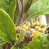 Croton alabamensis, leaves