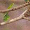 Croton alabamensis, leaves