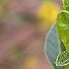 Croton alabamensis, leaves