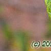 Croton alabamensis, leaves