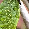 Croton alabamensis, leaves