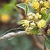 Croton alabamensis, flowers