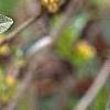Croton alabamensis, flowers