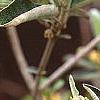 Croton alabamensis, flowers