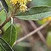 Croton alabamensis, flowers
