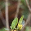 Croton alabamensis, flowers