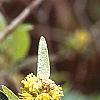 Croton alabamensis, flowers